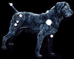The Dog Star and Dog Days of Summer